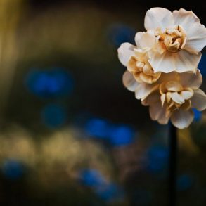 Digital Photography Course: Bokeh Explained