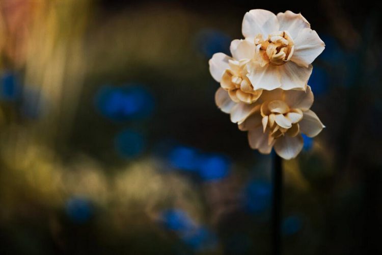 Digital Photography Course: Bokeh Explained