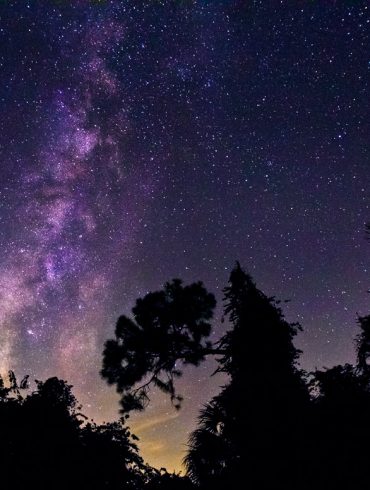 Milky Way over the Pines