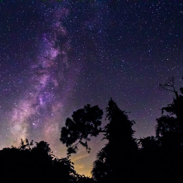 Milky Way over the Pines