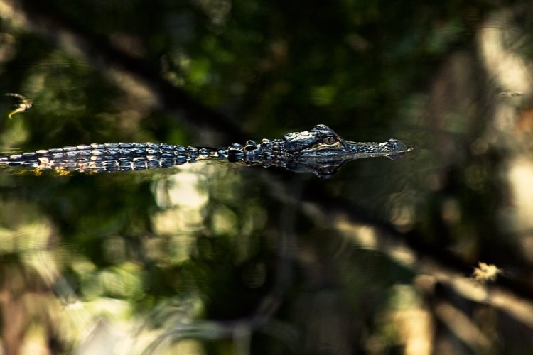 A young alligator cruises slowly in the lazy waters of the Florida Everglades in Fakahatchee Strand Preserve State Park.