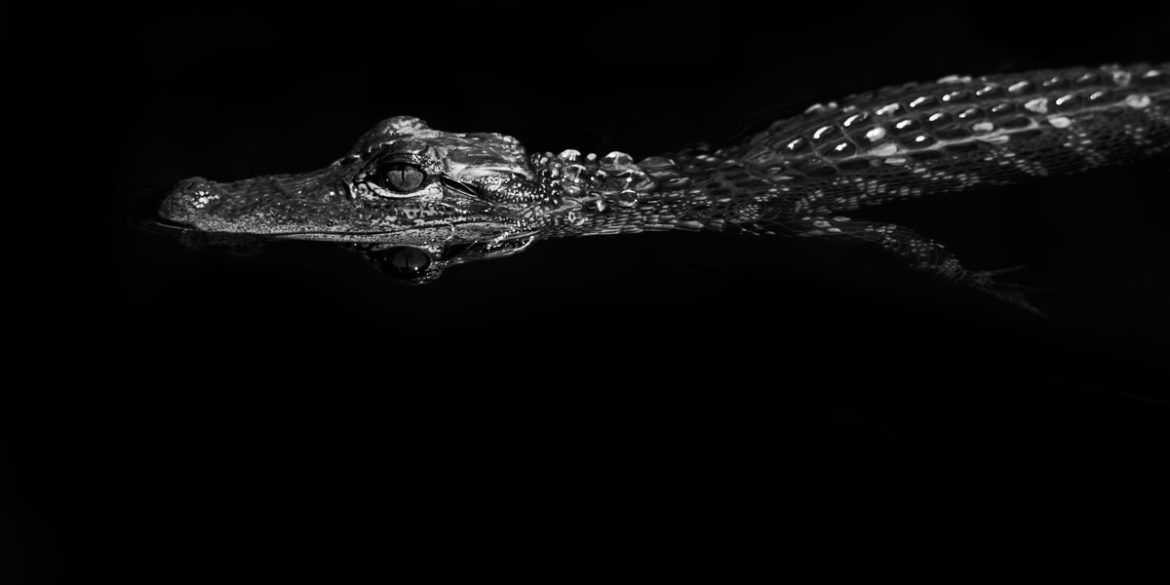 An alligator floats in the dark waters of the Florida Everglades