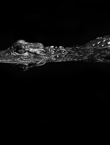 An alligator floats in the dark waters of the Florida Everglades