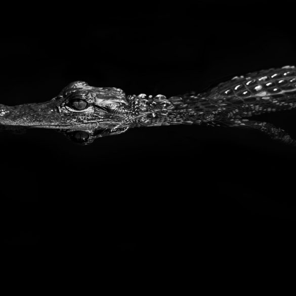 An alligator floats in the dark waters of the Florida Everglades