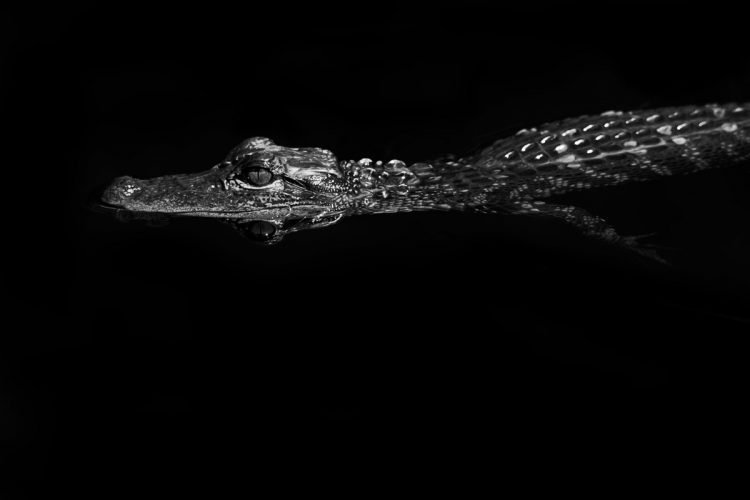 An alligator floats in the dark waters of the Florida Everglades