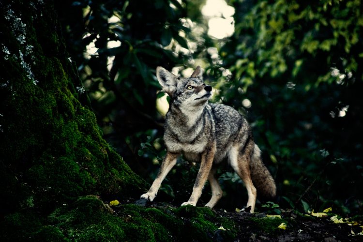 A coyote looks toward the treetops in Northern California's redwood forest