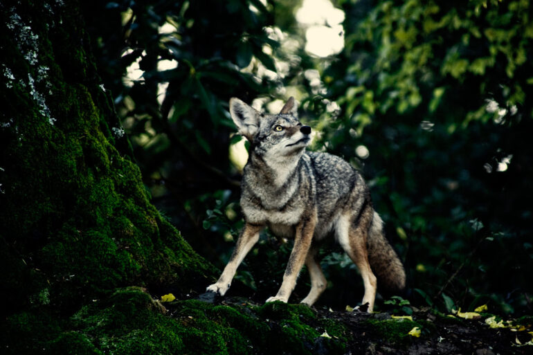 A wild coyote in the redwood forest of Northern California