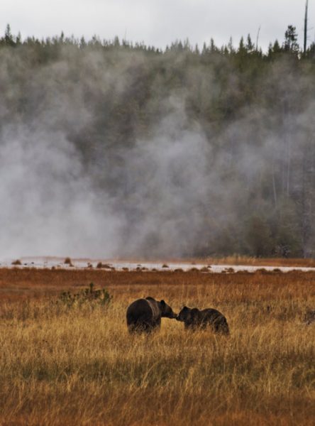 Grizzly bear mother and cub in Yellowstone National Park