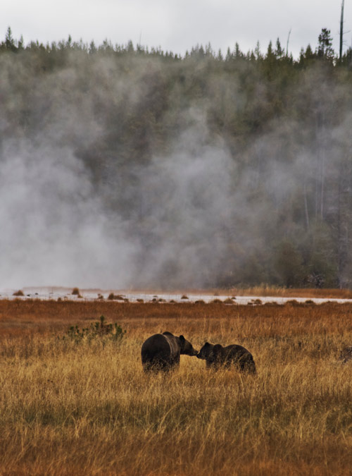 grizzly-bears-yellowstone-national-park