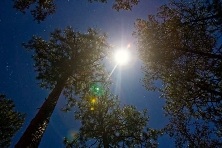 A long exposure photography shot of pine trees illuminated by the moonlight in Ocala National Forest