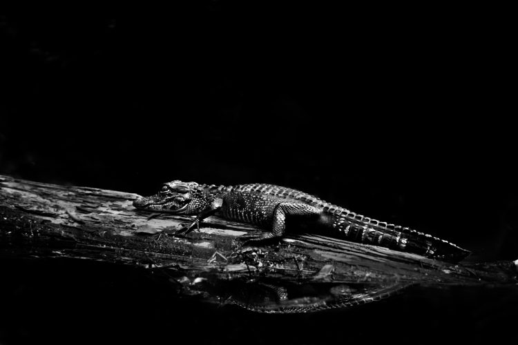 A wild alligator rests on a log in the Florida Everglades. This shot was photographed using the full frame Canon 5D camera. 