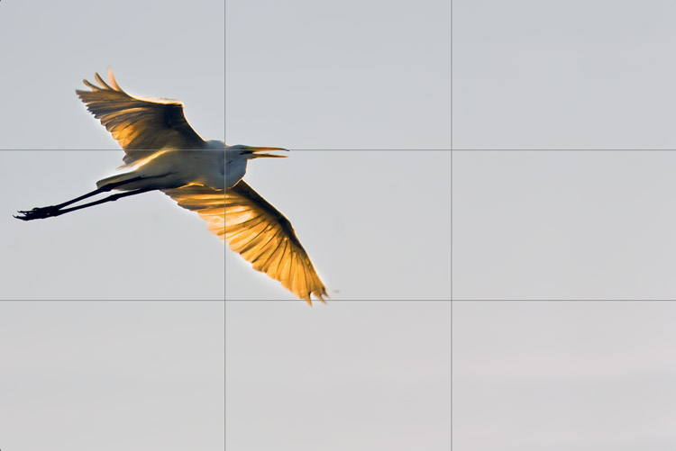 This photograph of an egret in flight demonstrates the Rule of Thirds