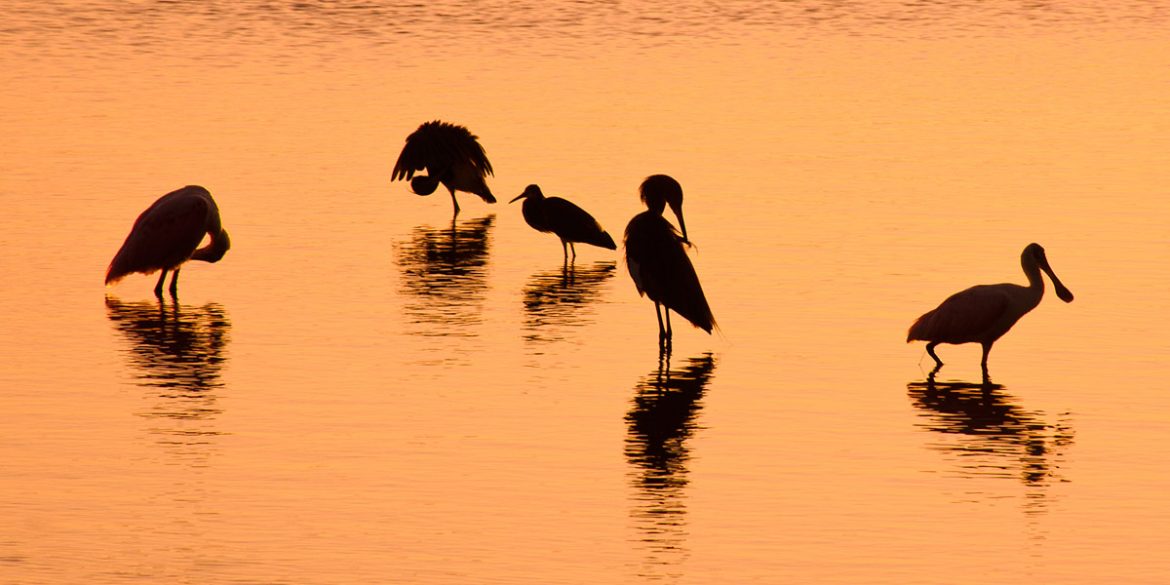 Sunset over Sanibel Island with five wading birds silhouetted