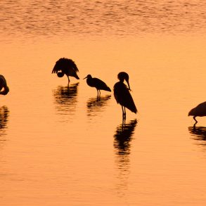 Sunset over Sanibel Island with five wading birds silhouetted