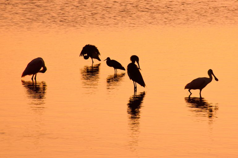 Sunset over Sanibel Island with five wading birds silhouetted