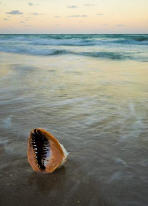 A long exposure photo of a helmet conch seashell in the surf, taken with the Sony A7.