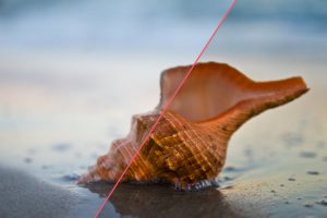 Photography Before and After: Horse Conch by Nick Zantop