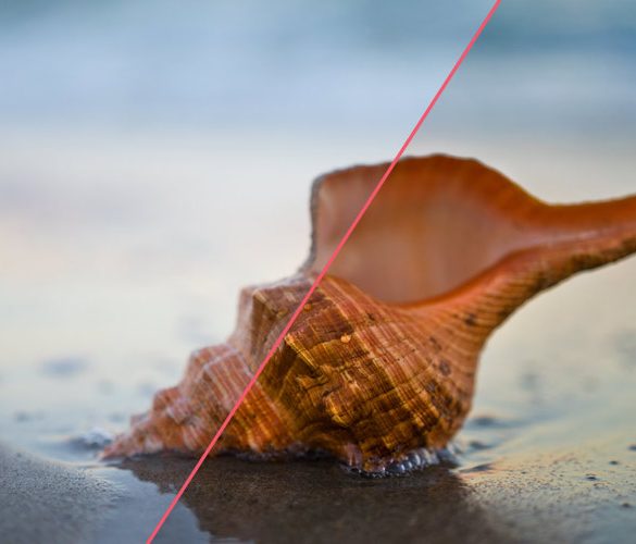 Photography Before and After: Horse Conch by Nick Zantop