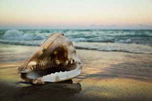 Ricoh GR Review: Seashell at Sunset