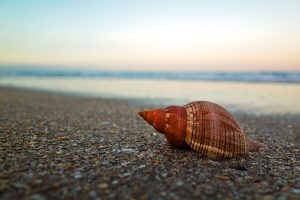 Ricoh GR Macro Mode Seashell at Sunset