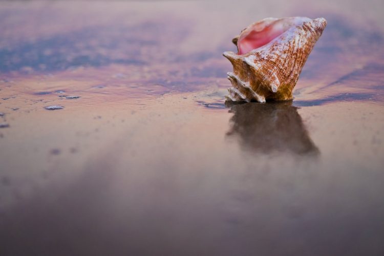 How Histograms Work: Conch Shell at Sunset