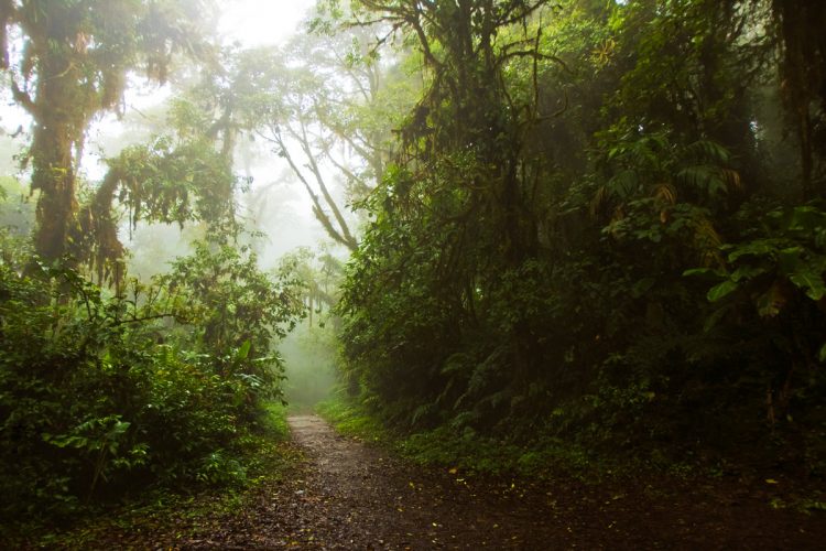 Rainforest Photography Tutorial: Monteverde Cloud Forest in Costa Rica