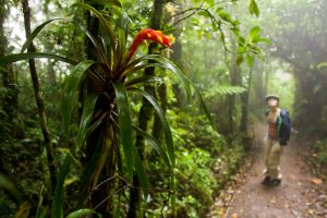 Rainforest Photography Tutorial: Bromeliad and a hiker in Costa Rica