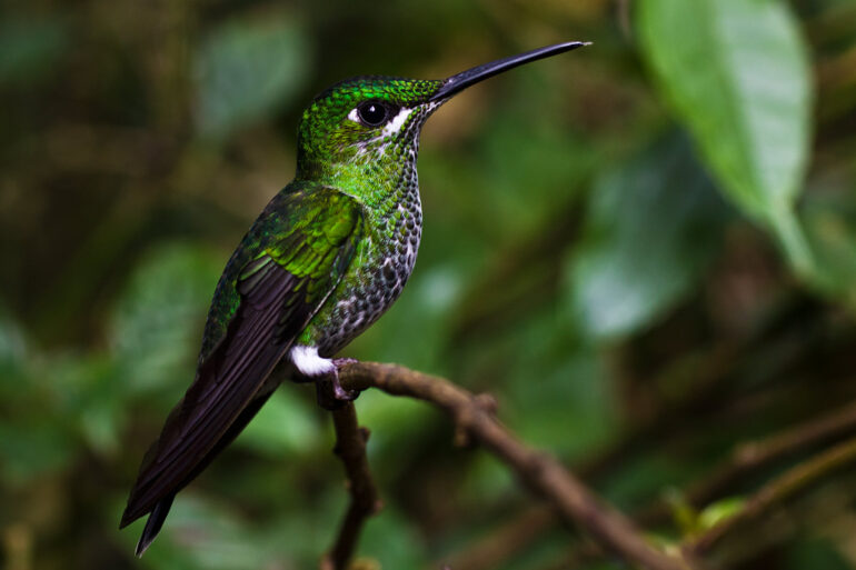 Rainforest Photography Tutorial: A Hummingbird in the Costa Rican Rainforest