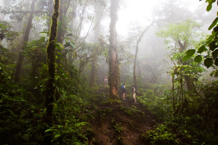 Rainforest Photography Tutorial: Hikers Standing Under a Huge Tree in the Mist