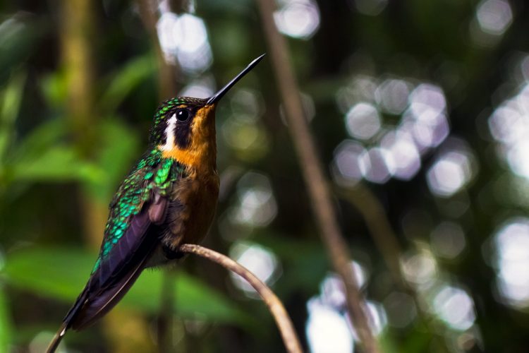 Rainforest Photography Tutorial: A Small Hummingbird in Costa Rica