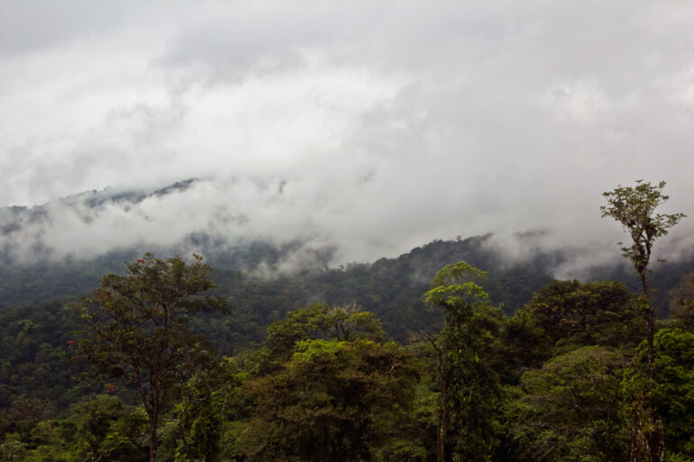 Rainforest Photography Tutorial: Cloud Forest in Costa Rica