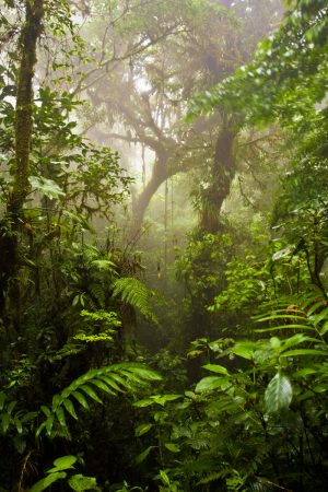 Rainforest Photography Tutorial: A Long Exposure in the Costa Rican Rainforest