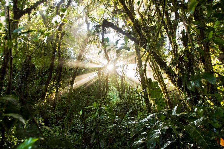 Rainforest Photography Tutorial: Early Morning Sunlight in the Jungle