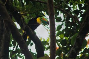 Rainforest Photography: A Toucan in a Tree