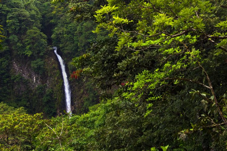 Rainforest Photography Tutorial: A waterfall in the rainforest