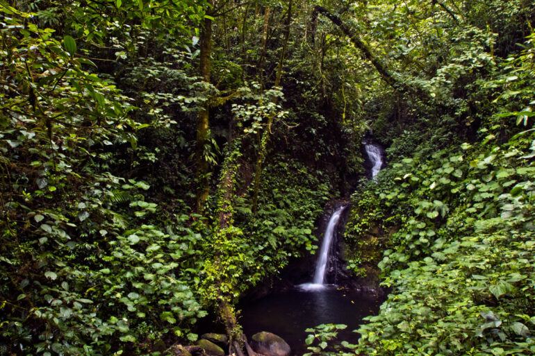 Rainforest Photography Tutorial: A Long Exposure Photo of a Waterfall