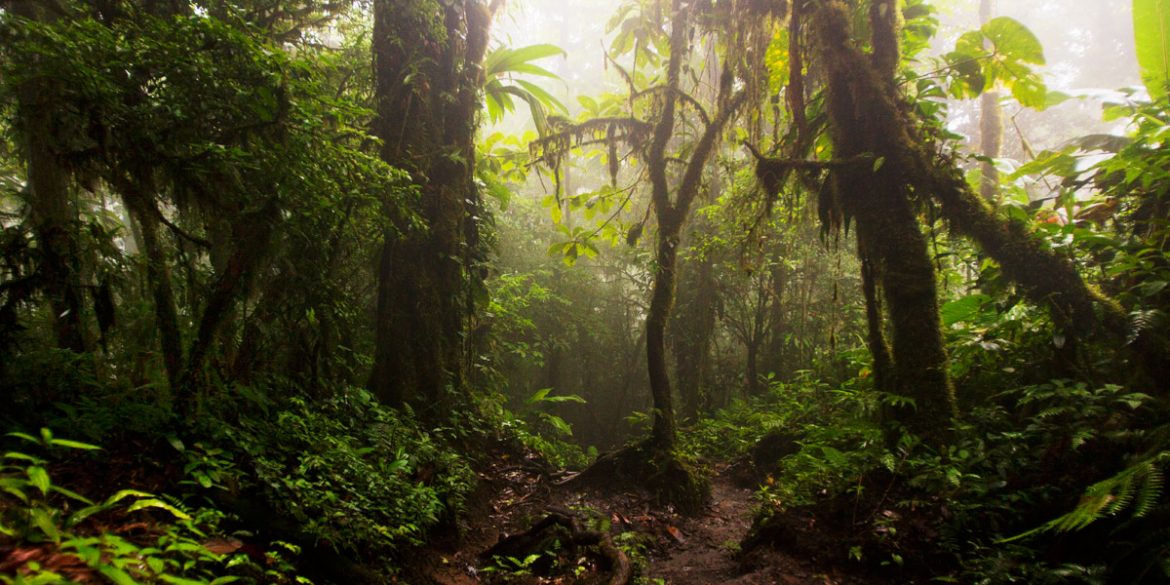 Foggy, humid conditions after the rain in Costa Rica's cloud forest