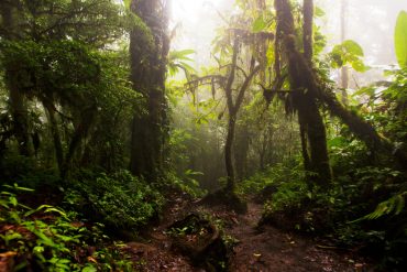 Foggy, humid conditions after the rain in Costa Rica's cloud forest