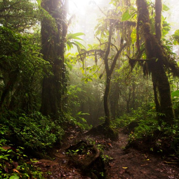 Foggy, humid conditions after the rain in Costa Rica's cloud forest