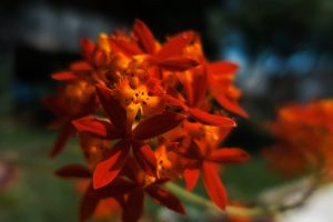 Sony RX100 III Review: Bokeh at f/1.8 with the Sony RX100 III