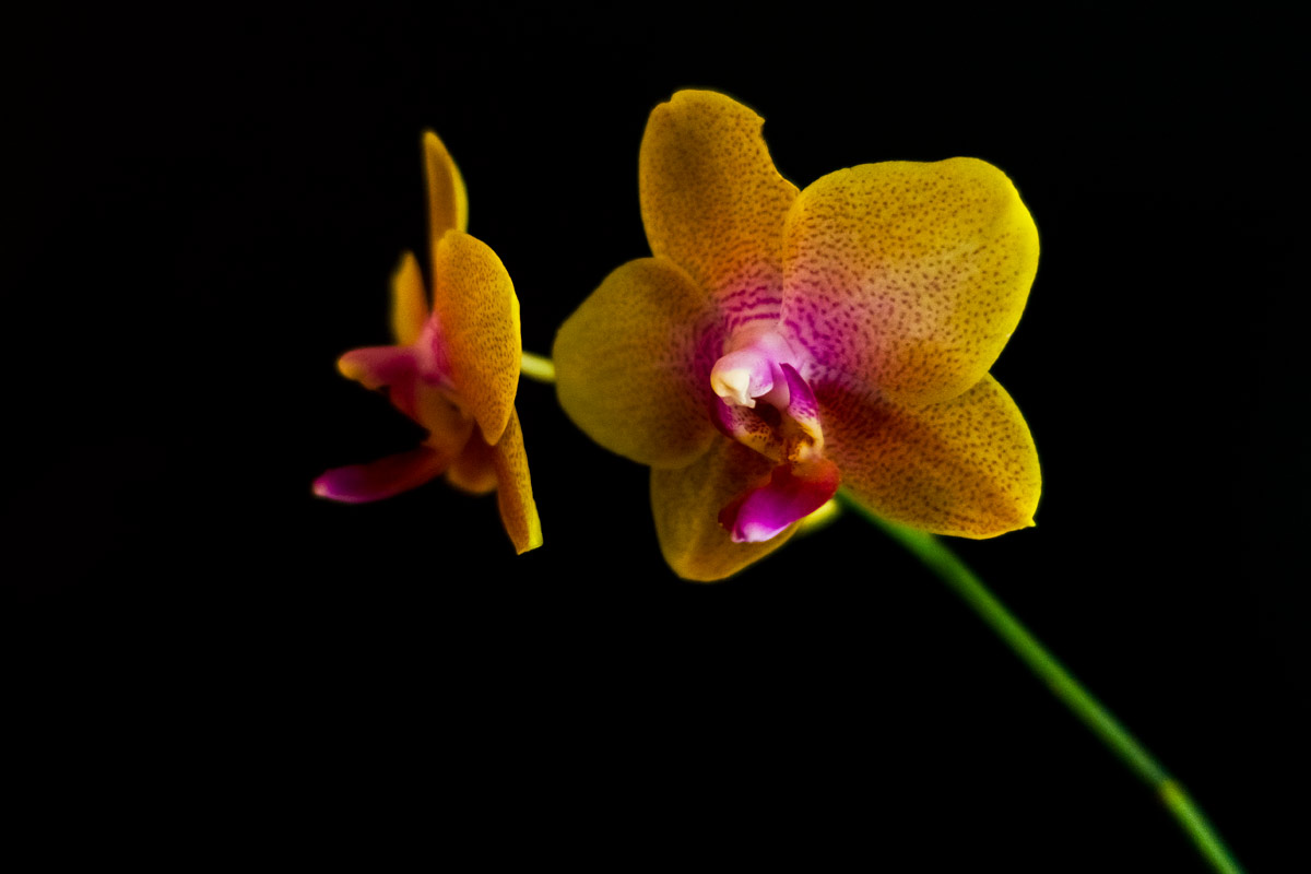 Sony RX100 III Review: Macro Photography of Orchid Flowers