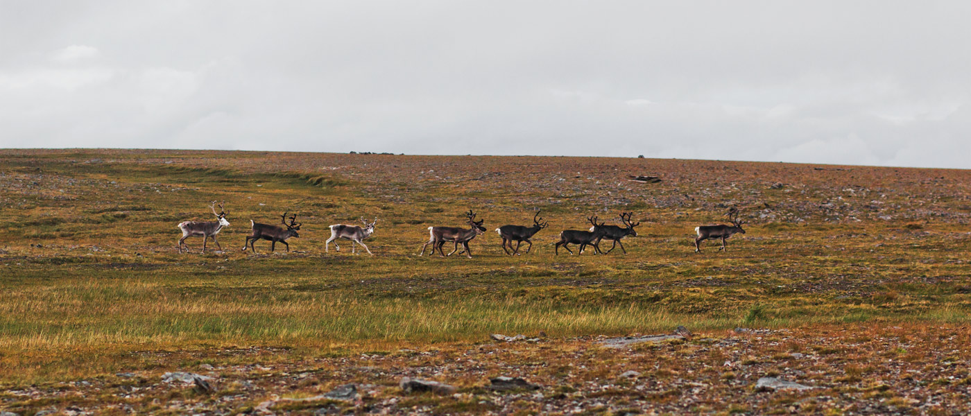 Photography Guide to Northern Norway: Reindeer Herd