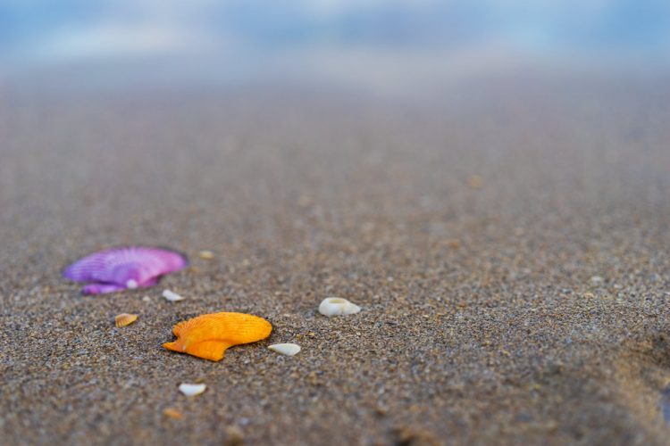 Beach Photography Tips: Seashells on the Sand