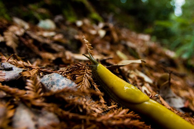 Photography in the Redwood Forest: Photo of a Banana Slug