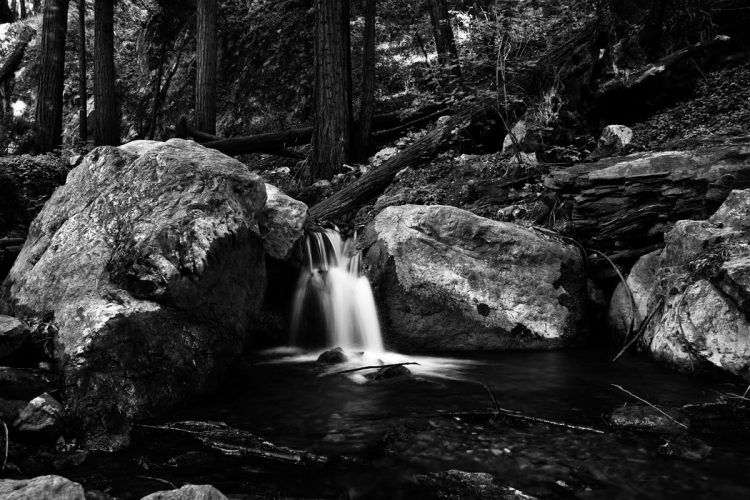 Photography in the Redwood Forest: Black and White Photo of a Forest Waterfall