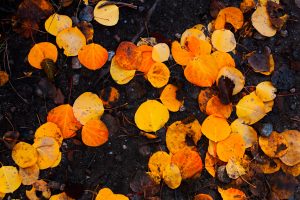 Grand-Teton-National-Park-Fall-Leaves