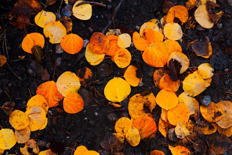 Grand-Teton-National-Park-Fall-Leaves