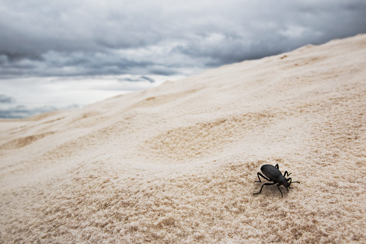 Darkling Beetle at White Sands National Monument