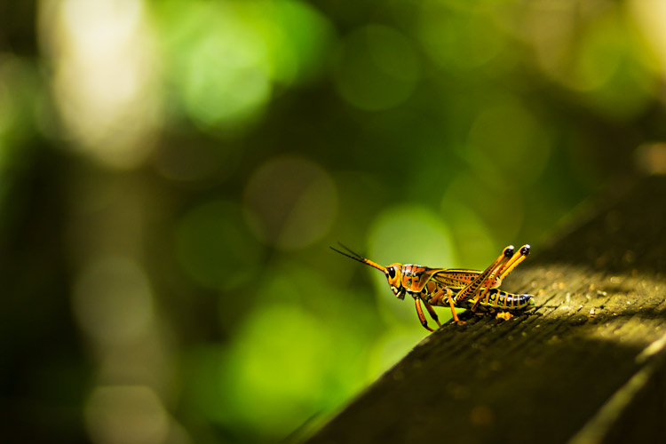 What is Bokeh and How Can it be Created?