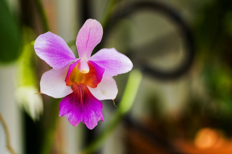 Vanda Miss Joaquim Flower